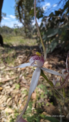 Caladenia patersonii observed 2026-10-19