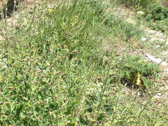 Scrophularia rupestris