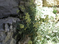 Matthiola odoratissima