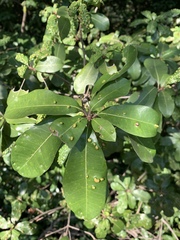 Vitellariopsis marginata