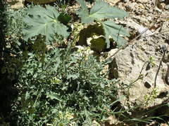 Matthiola odoratissima