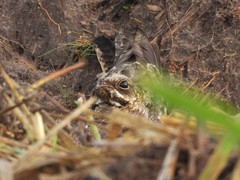 Caprimulgus asiaticus