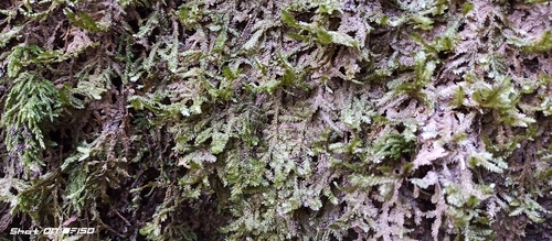Crisped Neckera