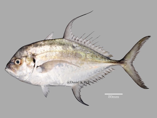 Carangoides armatus observed 2026-07-01