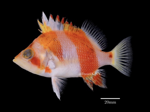 Plectranthias observed 2026-07-01