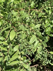 Bridelia cathartica melanthesoides
