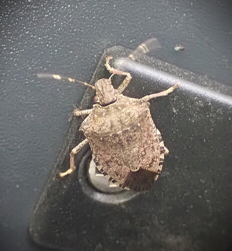 Brown Marmorated Stink Bug
