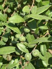 Bridelia cathartica melanthesoides