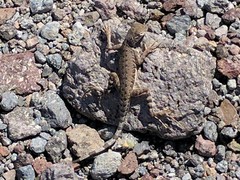 Callisaurus draconoides rhodostictus