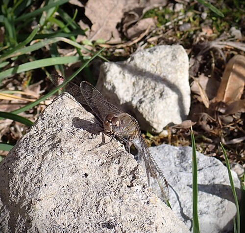 Common Darter