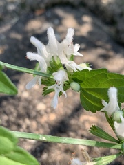 Leucas glabrata