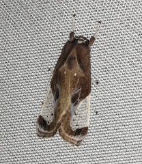 Bertholdia albipuncta