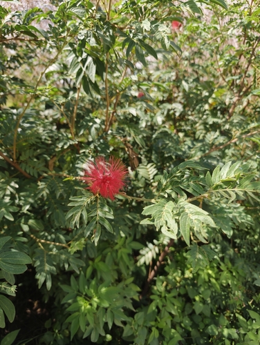 Calliandra haematocephala observed 2026-10-20