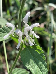 Leucas glabrata