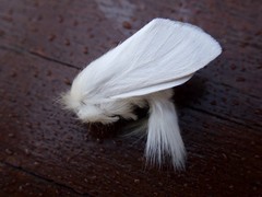 Trichiocercus sparshalli