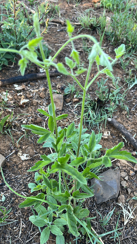 Clematis orientalis, 2026-10-20