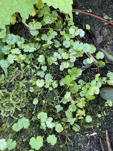 Hydrocotyle sibthorpioides observed 2026-10-20