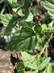 Leucas glabrata