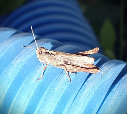 Rufous Grasshopper