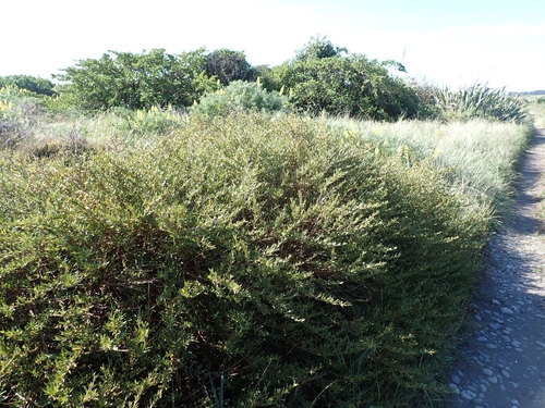 Coprosma acerosa observed 2026-10-20
