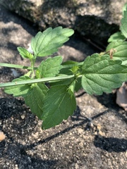 Leucas glabrata
