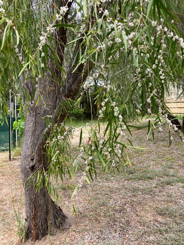 Agonis flexuosa, 2026-10-20