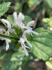 Leucas glabrata