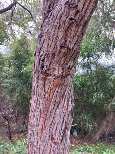 Eucalyptus marginata observed 2026-10-20