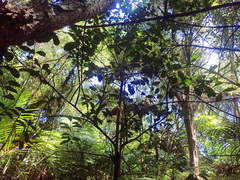 Hedycarya arborea