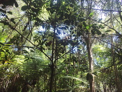 Hedycarya arborea