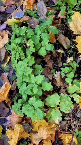 Cardamine amara, 2026-10-17