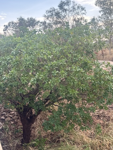 Barringtonia acutangula observed 2026-10-20