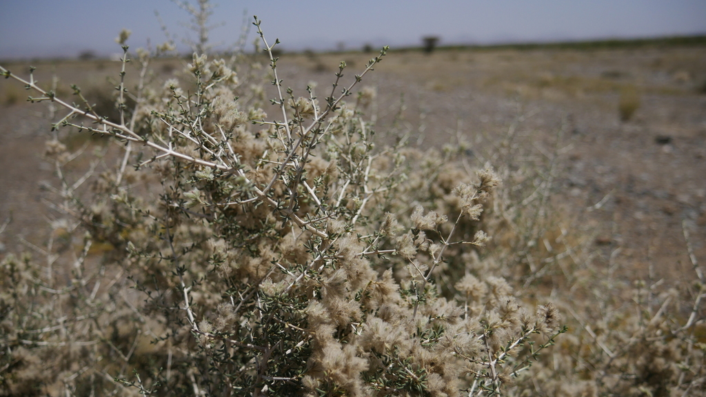 Plocama aucheri