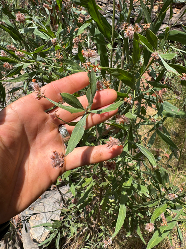 Jacksonia dilatata observed 2026-10-20