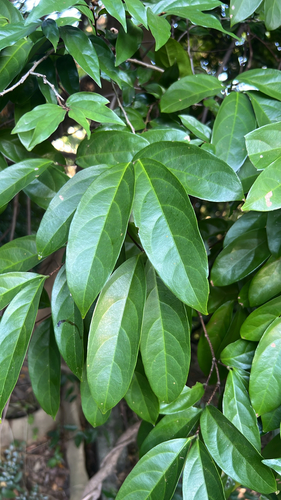 Hiptage benghalensis observed 2026-10-20