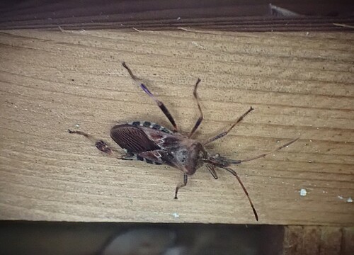Western Conifer Seed Bug