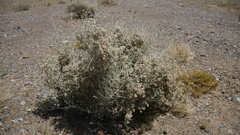 Plocama aucheri