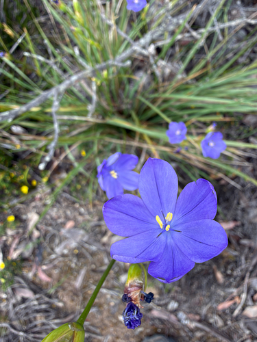 Orthrosanthus multiflorus, 2026-10-20