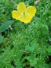 Papaver cambricum