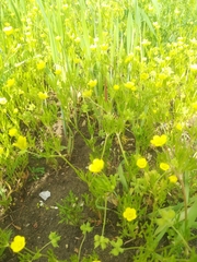Ranunculus arvensis