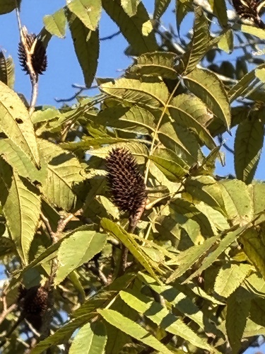 Platycarya strobilacea observed 2026-10-20