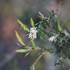 Leucopogon glacialis