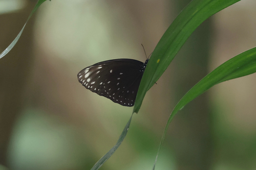 Euploea phaenareta