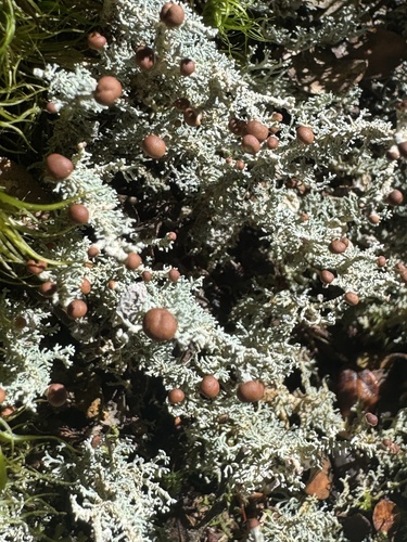Stereocaulon ramulosum observed 2026-10-20