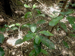 Hedycarya arborea