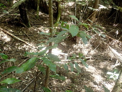 Hedycarya arborea