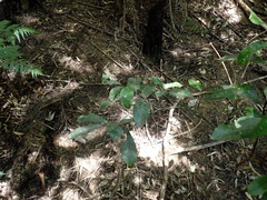 Hedycarya arborea