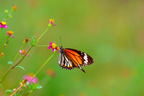 Danaus genutia