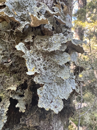 Pseudocyphellaria observed 2026-10-20
