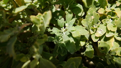 Anastatica hierochuntica